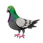 Best Feed Brand for Fancy Pigeons in India